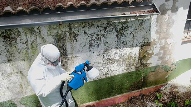 Trusted Attic Mold Removal service in Nottingham, MD - Cheap Mold Removal